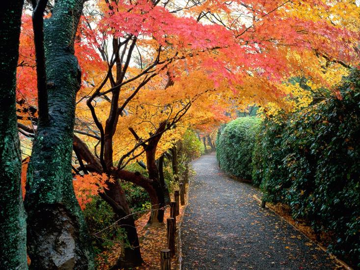 Natura v3 - Autumn Colors, Kyoto, Japan.jpg