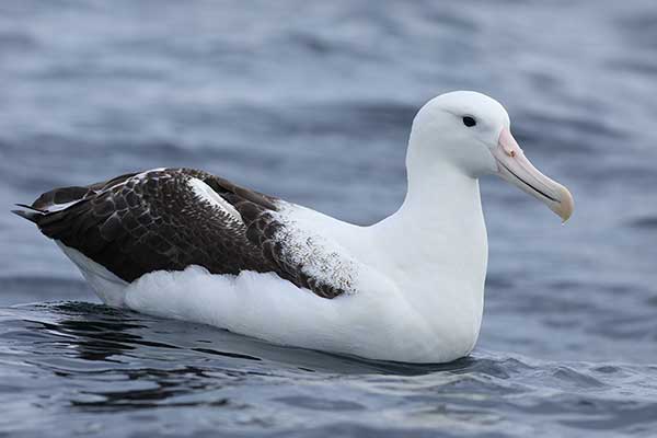 albatrosy - albatros królewski.jpg
